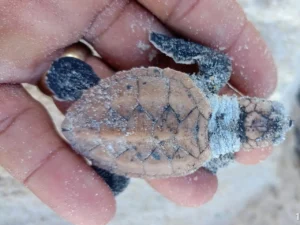 Ninho de tartaruga-de-pente eclode em Patimirim e fortalece ações de preservação em Trancoso