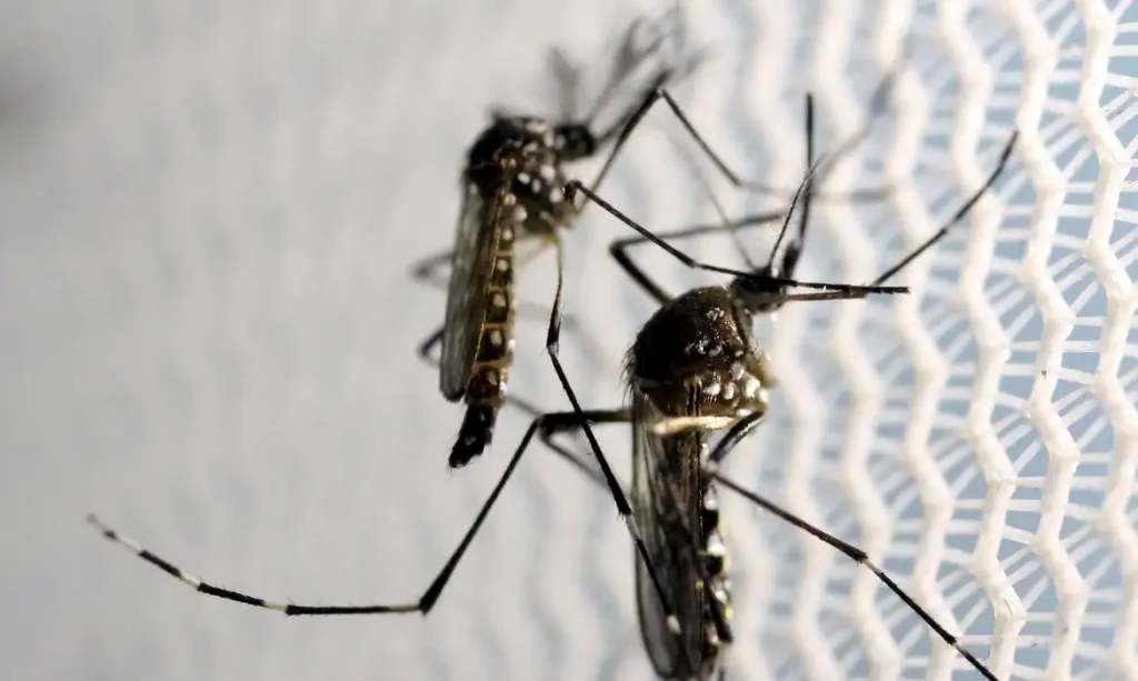 Quase metade dos municípios brasileiros está em alerta ou risco para presença do Aedes aegypti