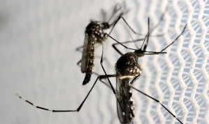Quase metade dos municípios brasileiros está em alerta ou risco para presença do Aedes aegypti